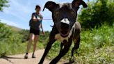 Shelter dogs can go on day adventures with new Minneapolis program