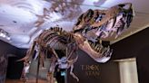 Dinosaur fossils discovered before term was coined by Sir Richard Owen | Fact check