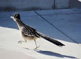 Roadrunner