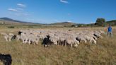 ¿Por qué no se vende la lana en Castilla-La Mancha?
