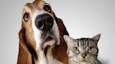 Cats vs Dogs: Reasons Why Dogs Are Better Than Cats