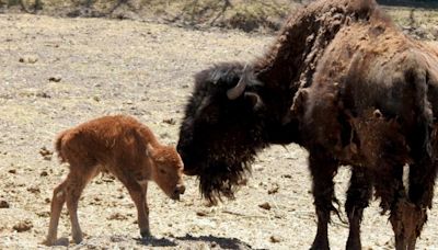 Nació cría de bisonte americano en el zoológico de Chihuahua