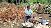 Marcos to provide funds for PCA’s plan to plant 100 million coconut trees
