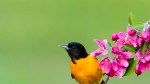 How to Attract Orioles to Your Property—Smart, Safe Tips From a Bird Expert