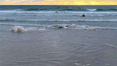 Dead whale washes ashore at La Jolla Shores