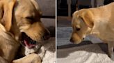 Hysterics as dog demands perfectly folded blanket before sitting