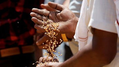 India to sell wheat from state stocks to flour millers, biscuit makers