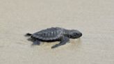 Kemp's ridley sea turtle nests 1st in 75 years in Louisiana
