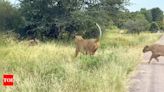 Nature in its elements: Rare footage shows old hyena surrender quietly to lions and they devour it | - Times of India