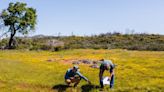 Napa Land Trust gains 1,300-acre Mead Ranch on Atlas Peak