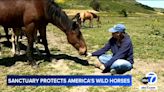 Return to Freedom Wild Horse Sanctuary in Lompoc creates safe haven for wild horses