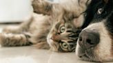 Mascotas: ¿Cuánto cuesta y en dónde comprar el tapete refrescante para perro o gato?