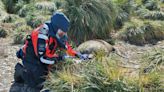 Unprecedented bird flu outbreak spreads to mammals in sub-Antarctic, UK says