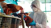 Morelia sin alerta epidemiológica por gripe aviar H5N2: IMUSA