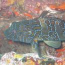 Giant hawkfish