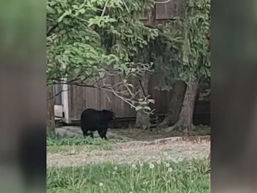 Bear captured in Hatboro, Pennsylvania, after multiple sightings, police say