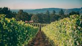 The Best West Coast Wineries for Pinot Noir Lovers