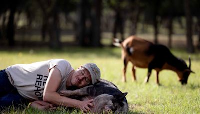 Nonprofit Winding Branch Ranch provides sanctuary for rescued farm animals