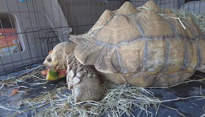 Despite community backlash, Shelly the tortoise removed from ecology center at Scenic Hills Elementary School