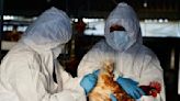 Funcionario de OMS aclara que reciente muerte en México no se debe a la gripe aviar