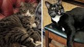 Pub cats to be permanently rehomed, brewery says