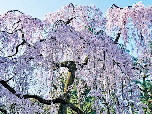 今日信報 - 理財投資 - 「一本櫻」之我見 - 新股女王 - 花見人生 - 信報網站 hkej.com