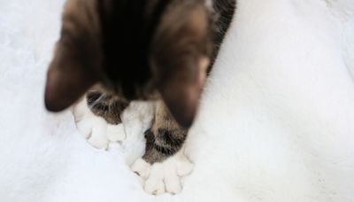 Why Do Cats Make Biscuits? Here's What's Behind Kitty’s Need to Knead