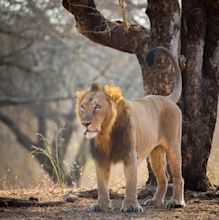 Asiatic lion