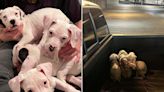 Georgia Man Finds Help for 4 Starving Puppies After Discovering the Dogs Dumped in His Truck