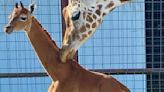 'World's rarest' giraffe born without spots at Tennessee zoo