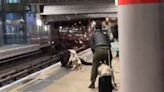 Dog attacks surge in London with more than 3,000 in a year