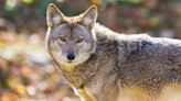 A Decade-Old Coyote Attack Mystery May Be Solved