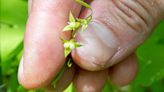 They thought this rare, tiny flower was extinct since WWI. Now it’s a symbol of hope