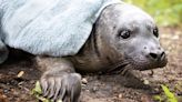 Seal Pup Rescued From Park 18 Miles Inland