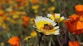 Wildflowers transform SLO County into spring paradise. See the stunning superbloom photos