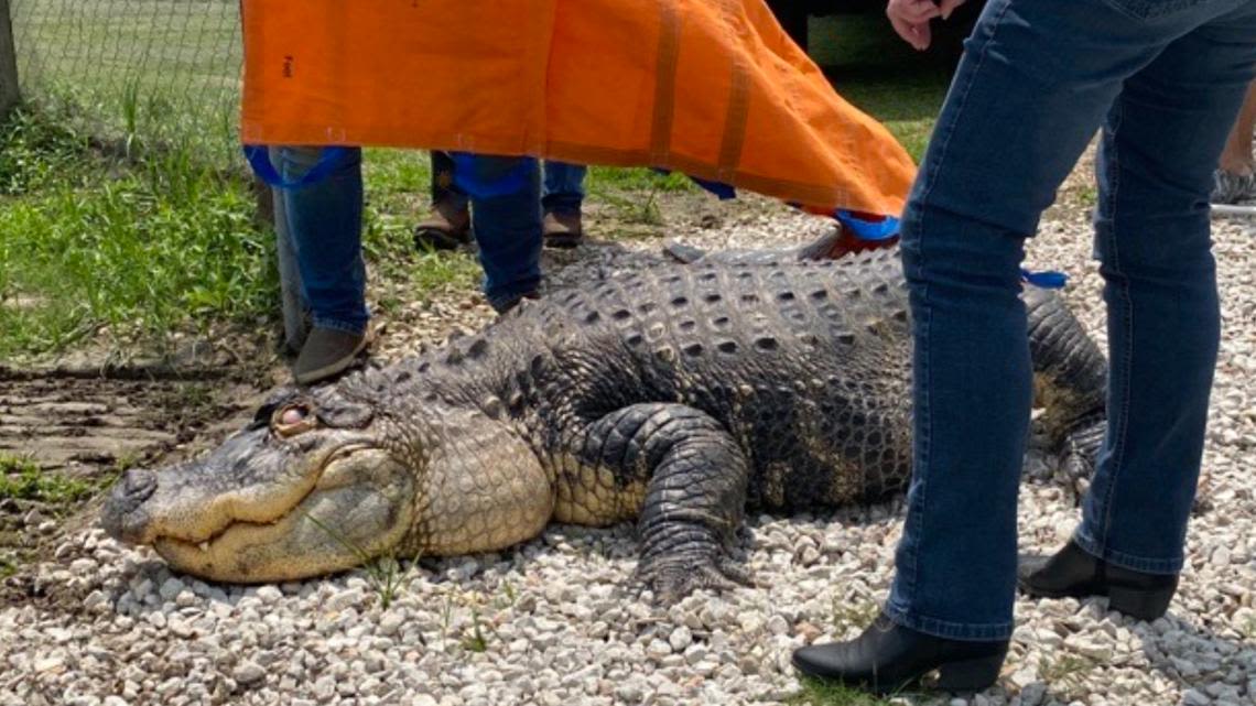 Court order sends alligator on 1,500 mile road trip from upstate New York to new home at Gator Country in Beaumont