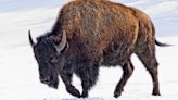 What do Yellowstone's bison do during the winter? Go ice skating, according to this video