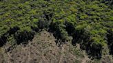 Brasil, Indonésia e República Democrática do Congo unem forças para salvar florestas