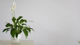 Repot peace lily – best time to do it will lessen aftermath for sensitive plant