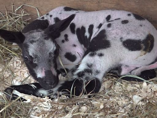 Dutch spotted lambs make history on Vermont farm