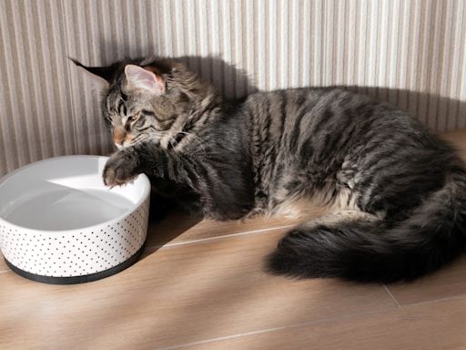 Maine Coon Cat's Odd Way of Drinking Water Is the Cutest Chaos