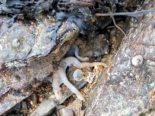 Ink-credible! Octopus filmed changing colour