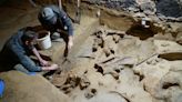 Woolly Mammoth Bones Unearthed in Austrian Wine Cellar