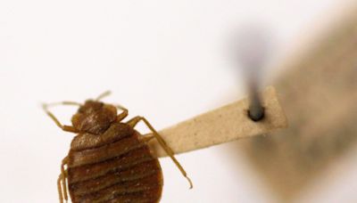 Bed bugs found in Durham Public Schools Chromebooks, officials say