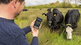 Cows controlled with GPS tracker which plays Waltzing Matilda