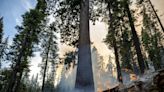 Yosemite's Mariposa Grove is site of celebration, relief as it reopens after monthlong fire closure
