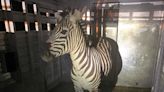 Escaped zebra captured near Seattle after gallivanting around Cascade mountain foothills for days