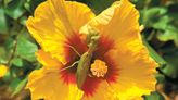 A Maui mantis hunts for aphids | News, Sports, Jobs - Maui News