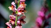 Grocery store flowers not cutting it? These Pierce County farmers sell their own