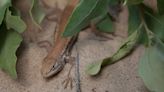Congressional review of dunes sagebrush lizard listing sought